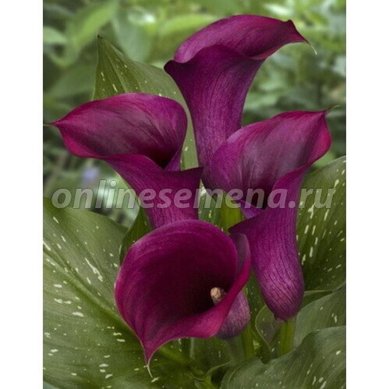 Калла ПЁПЛ СПИРИТ 2шт. Поиск