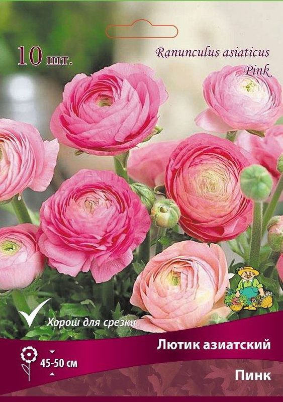 Лютик азиатский ПИНК 10шт. Поиск