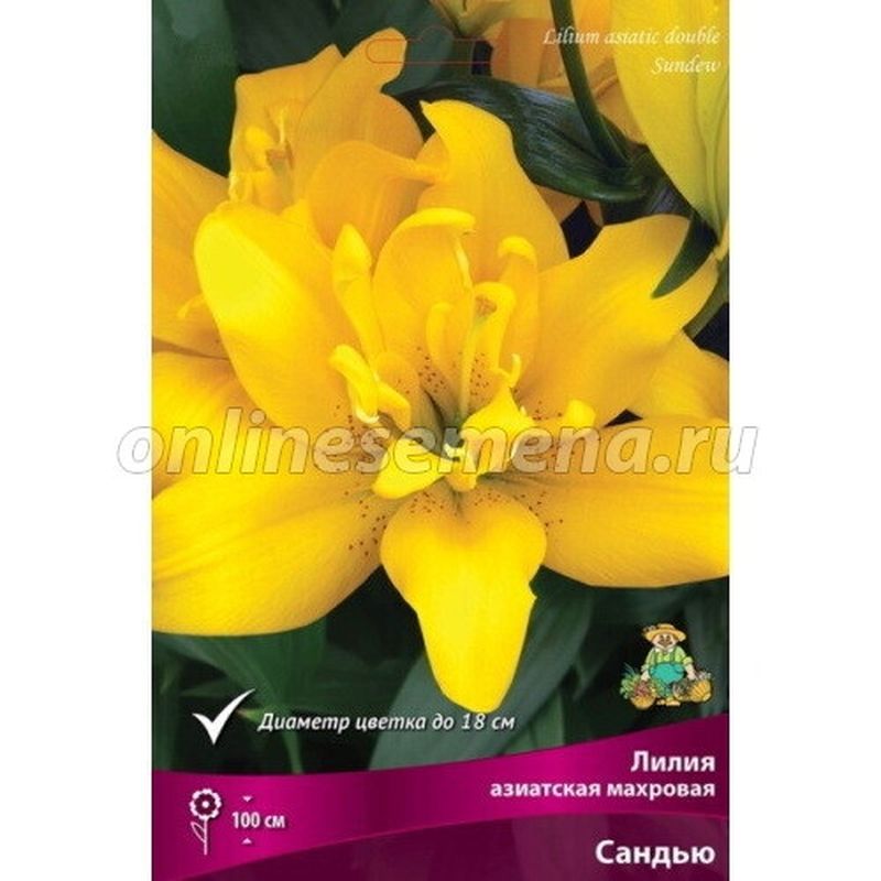 Лилия Азиатская САНДЬЮ 3 шт  Поиск