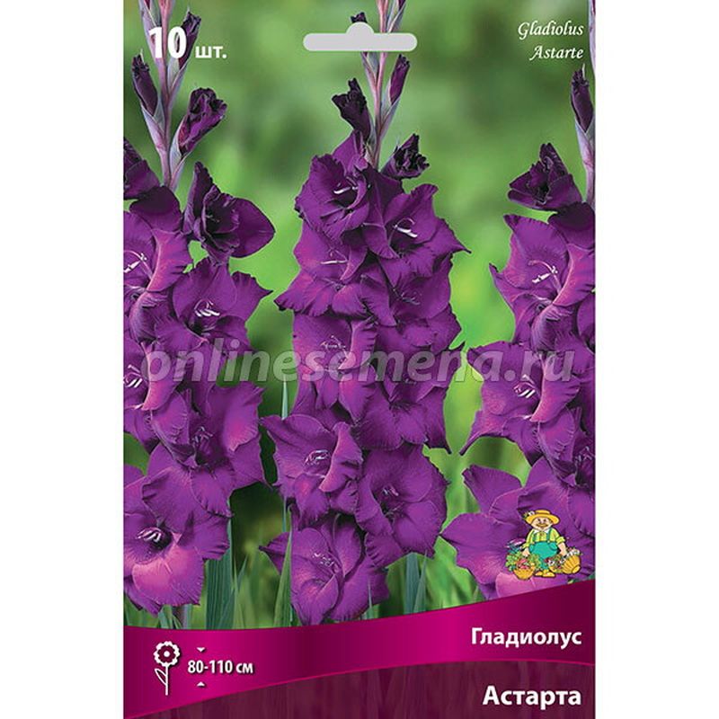 Гладиолус АСТАРТА 10шт. Поиск