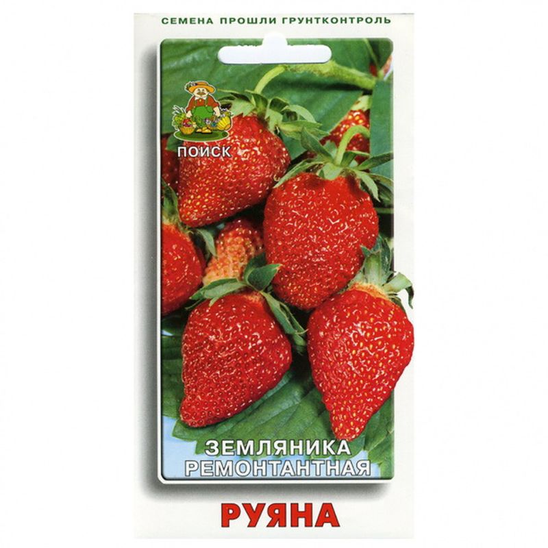 Земляника РУЯНА (ремонтантная) 100шт. (Поиск)