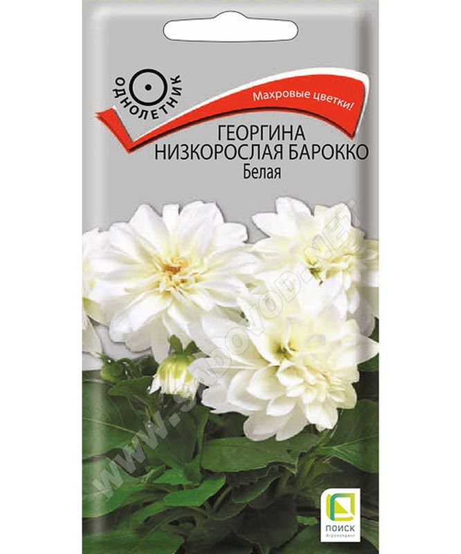 Георгина низкорослая БАРОККО белая 0,1гр. (Поиск)