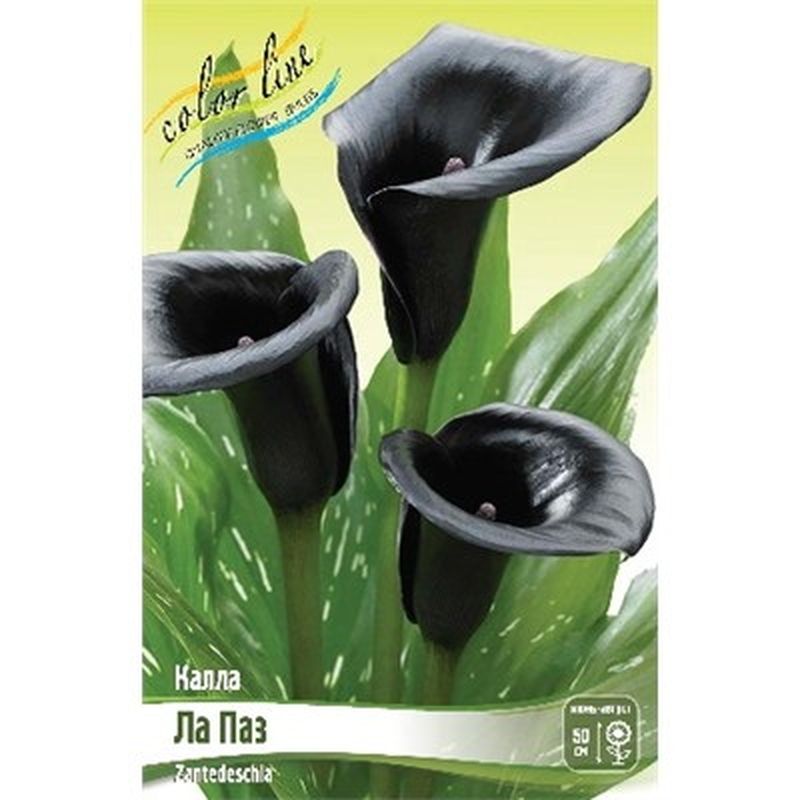 Калла ЛА ПАЗ 1шт. Поиск