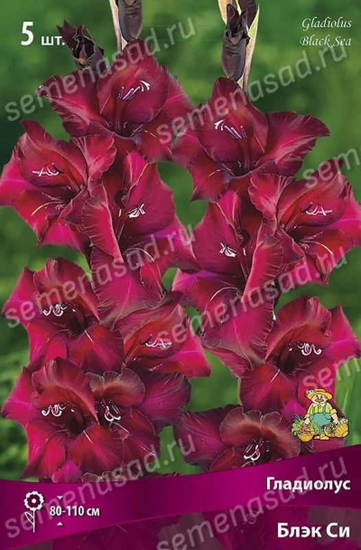 Гладиолус БЛЭК СИ 5шт. Поиск