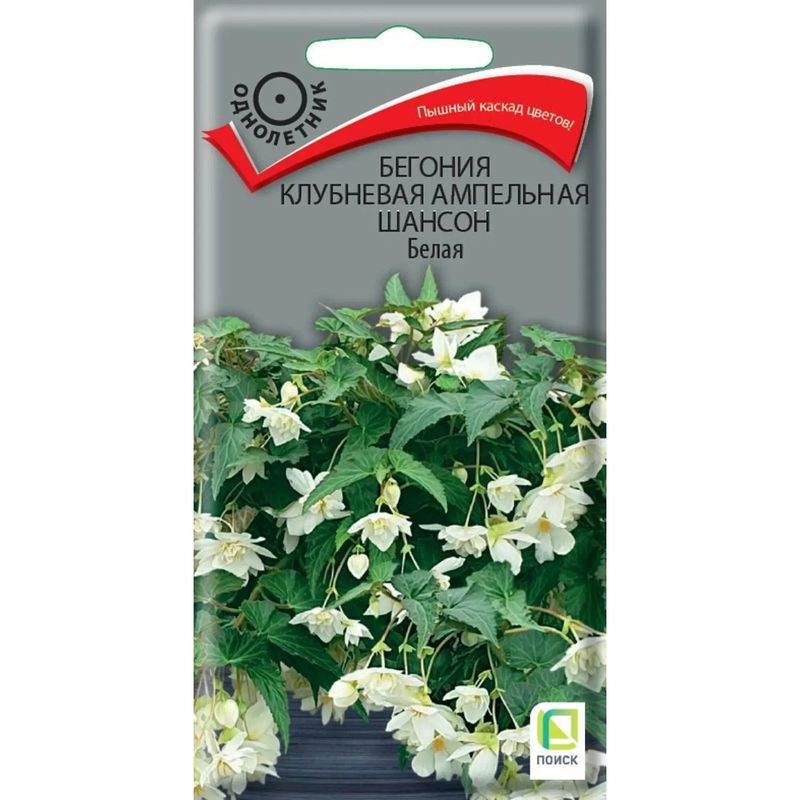Бегония ШАНСОН белая  10шт. клубневая ампельная (Поиск)