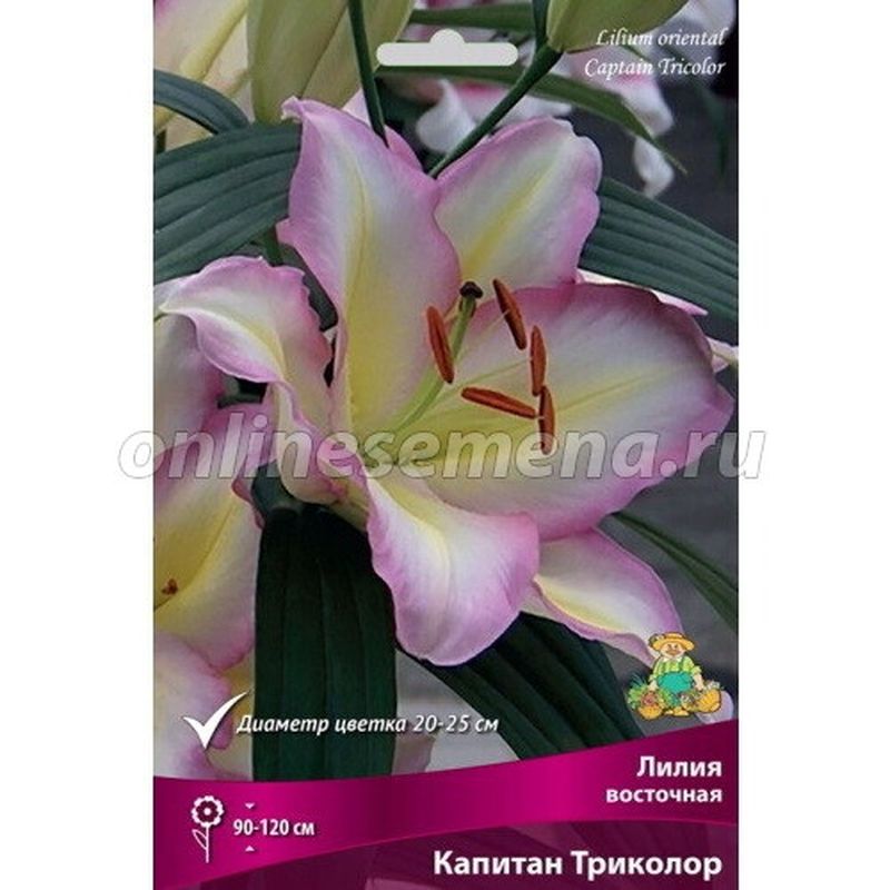 Лилия Восточная КАПИТАН ТРИКОЛОР 3шт. Поиск
