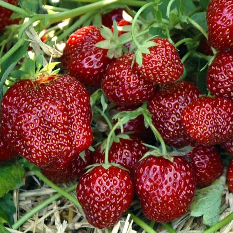 Земляника садовая МАЛЬВИНА ОСП