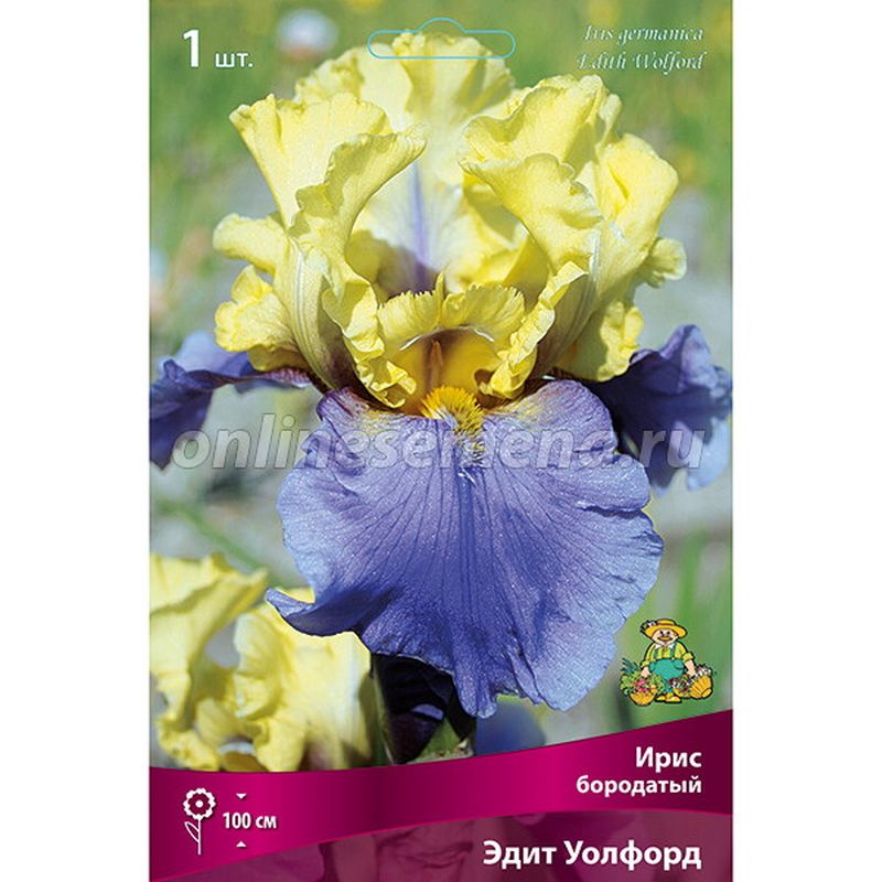 Ирис бородатый ЭДИТ УОЛФОРД Поиск