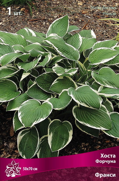 Хоста ФОРЧУНА  ФРАНСЕ Поиск