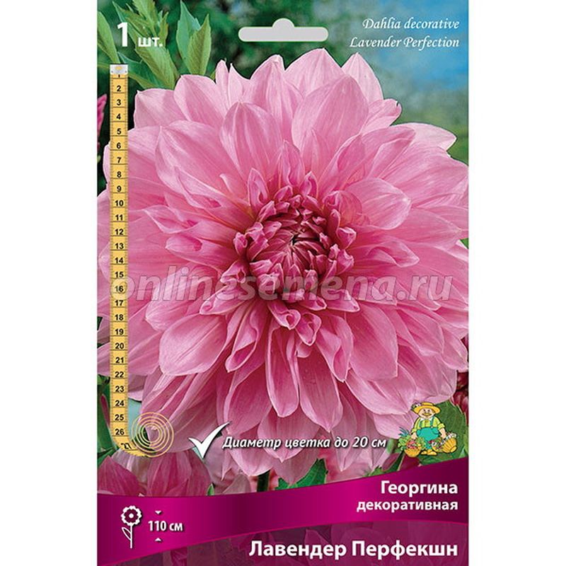 Георгина ЛАВЕНДЕР ПЕРФЕКШН 1шт. Поиск