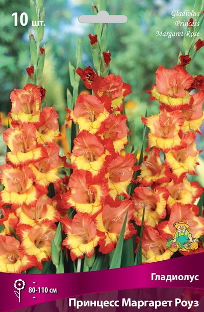 Гладиолус ПРИНЦЕСС МАРГАРЕТ РОУЗ 10шт. Поиск