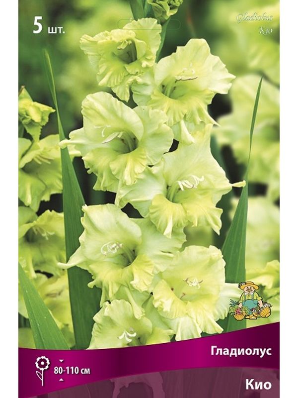 Гладиолус КИО 5шт. Поиск