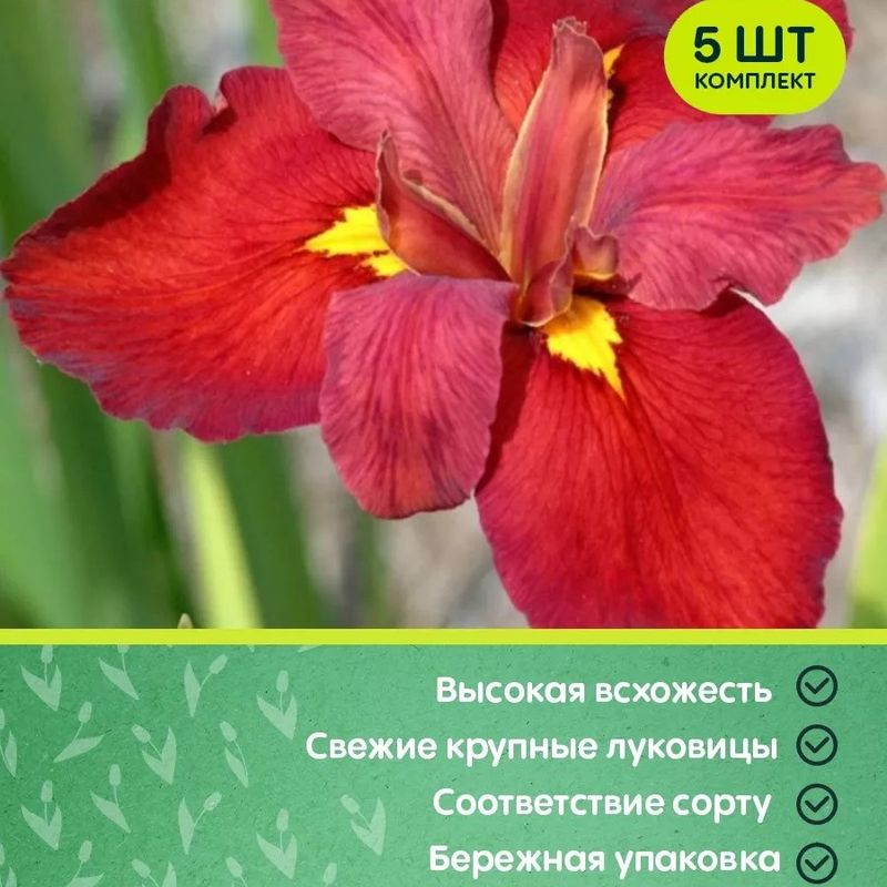 Ирис луизианский ЭНН ЧОУНИНГ Поиск