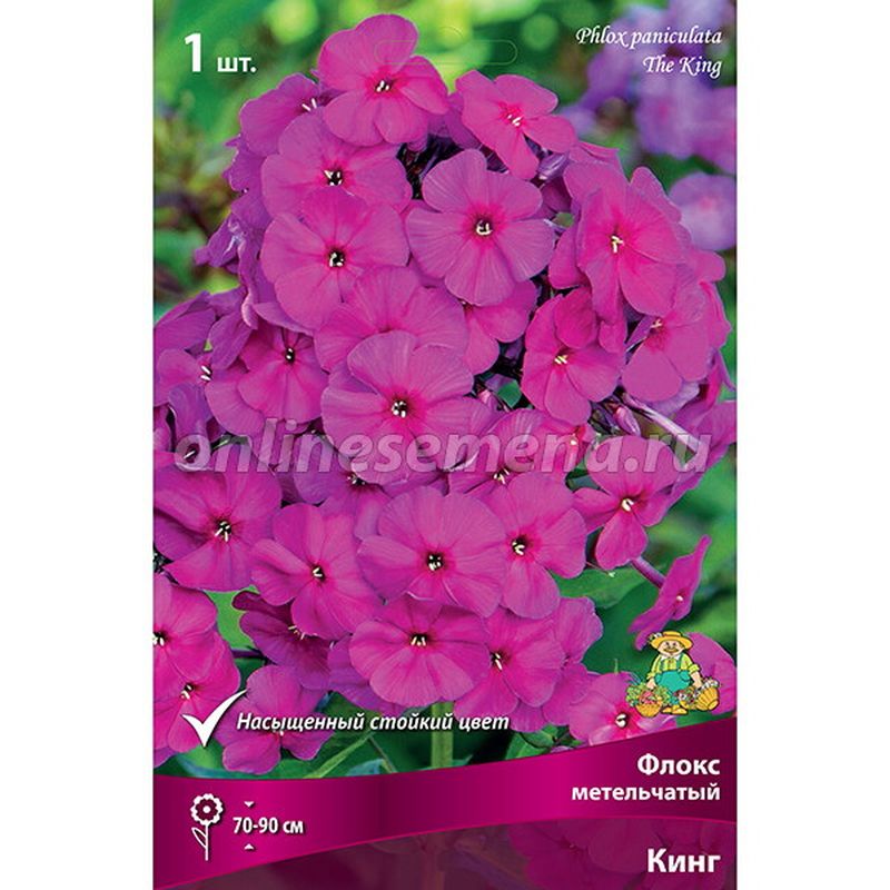 Флокс метельчатый КИНГ Поиск