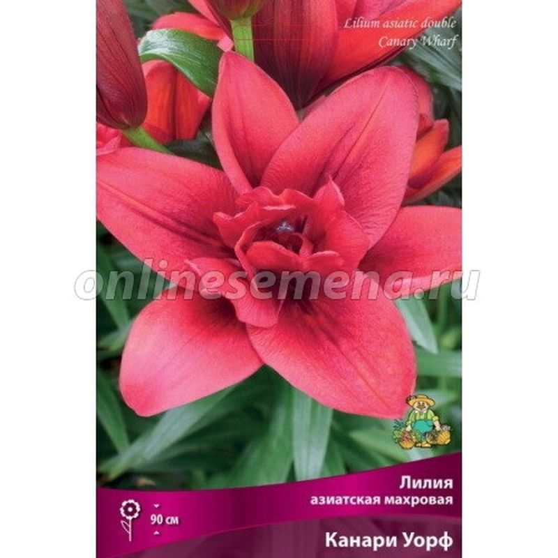 Лилия Азиатская КАНАРИ УОРФ 3 шт  Поиск