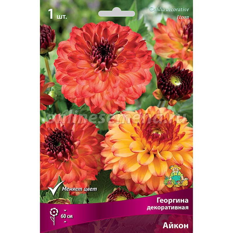 Георгина АЙКОН декоративная 1шт. Поиск