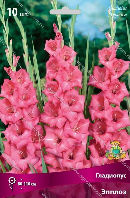 Гладиолус ЭППЛОЗ 10шт. Поиск