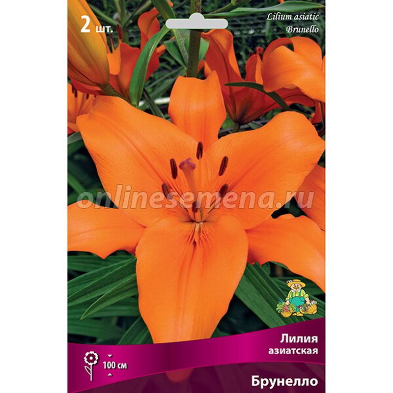 Лилия Азиатская БРУНЕЛЛО 2 шт  Поиск