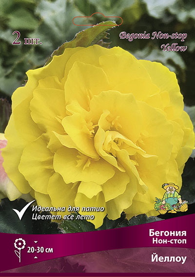 Бегония Нон-стоп ЙЕЛЛОУ 2шт. Поиск