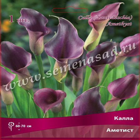 Калла АМЕТИСТ 1шт. Поиск