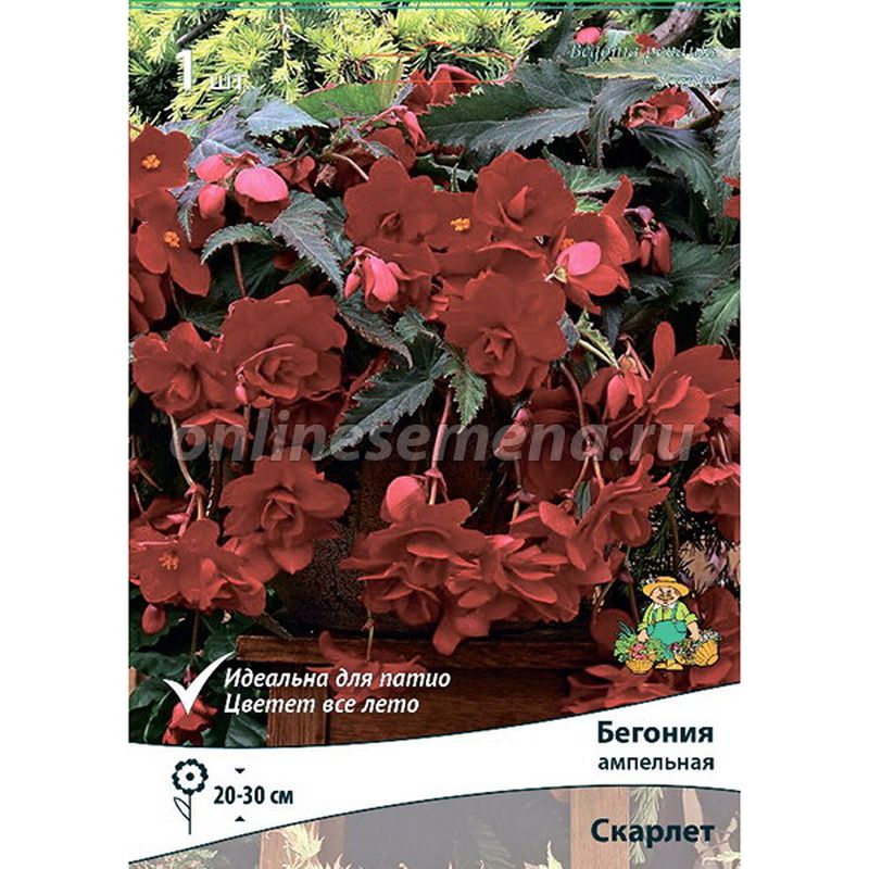 Бегония Ампельная СКАРЛЕТ 1шт. Поиск