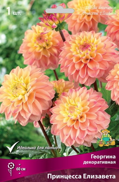 Георгина ПРИНЦЕССА ЕЛИЗАВЕТА декоративная 1шт. Поиск