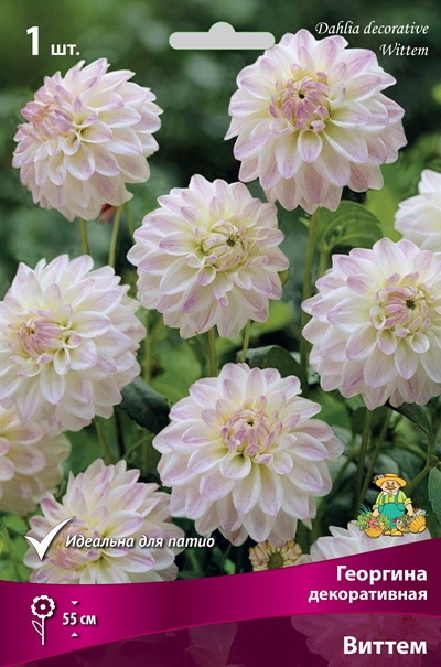 Георгина ВИТТЕМ декоративная 1шт. Поиск
