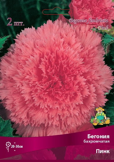 Бегония Бахромчатая ПИНК 1шт. Поиск