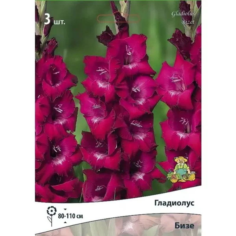 Гладиолус БИЗЕ 10шт. Поиск