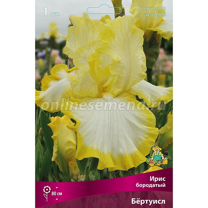 Ирис бородатый БЁРТУИСЛ Поиск