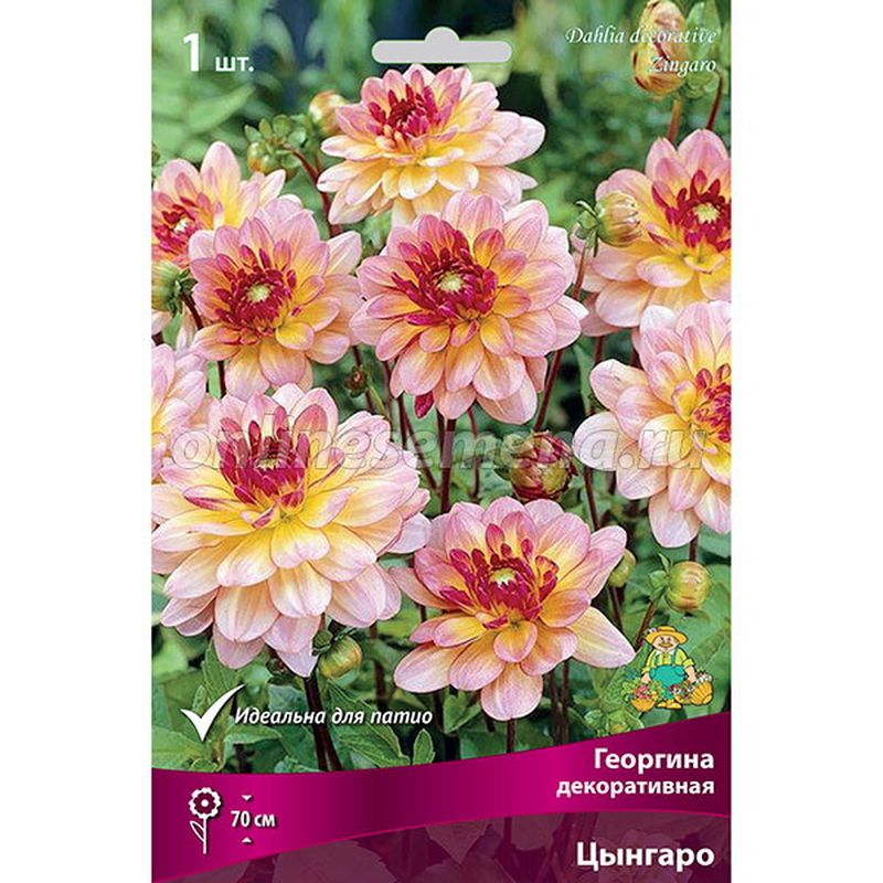 Георгина ЦЫНГАРО декоративная 1шт. Поиск