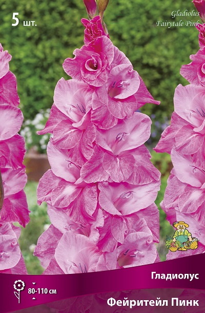 Гладиолус ФЕЙРИТЕЙЛ ПИНК 5шт. Поиск