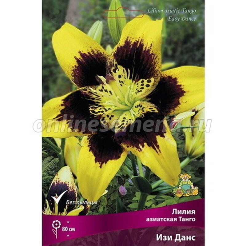 Лилия Азиатская ТАНГО ИЗИ ДАНС 3 шт  Поиск