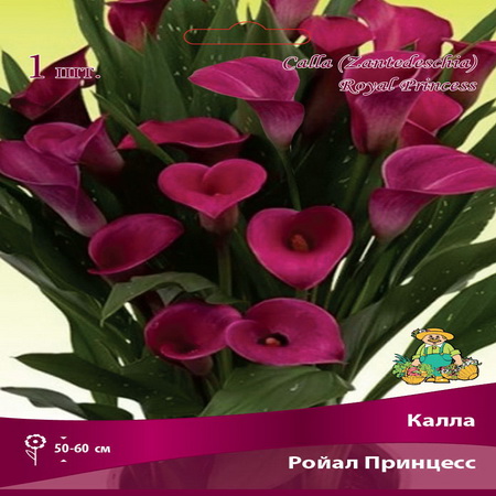 Калла РОЙАЛ ПРИНЦЕСС 1шт. Поиск