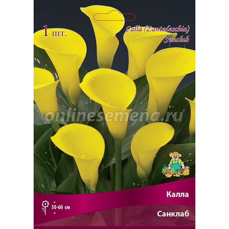 Калла САНКЛАБ 1шт. Поиск