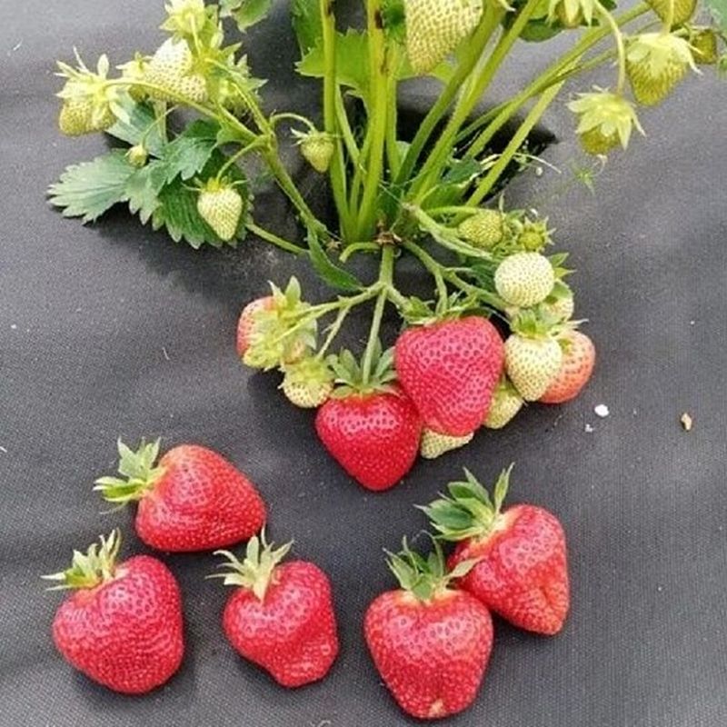 Земляника садовая АПРИКА ОСП