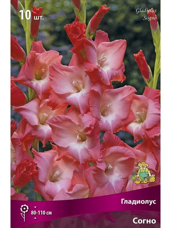 Гладиолус СОГНО 10шт. Поиск
